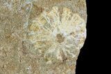 Fossil Plesiosaur (Zarafasaura) Tooth In Rock - Morocco #73605-2